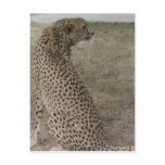 Cheetah Profile Postcard