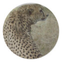Cheetah- Profile stickers