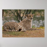 Cheetah Relaxing Yet Ready Posters
