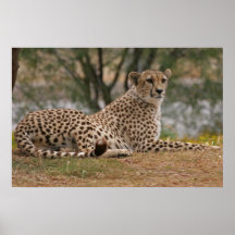 Cheetah Relaxing Yet Ready Posters