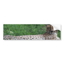 Cheetah Resting Bumper Stickers