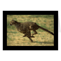 Cheetah Run Greeting Card