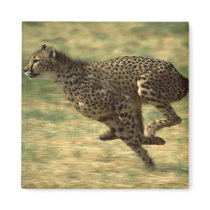 Cheetah Run Fridge Magnet