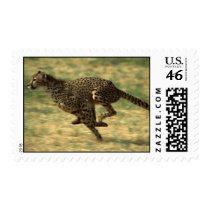 Cheetah Run Postage Stamps