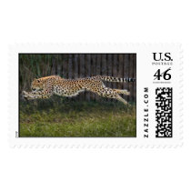 Cheetah Run Stamps