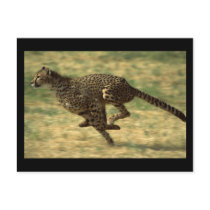 Cheetah Run Post Card