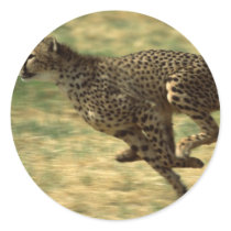 Cheetah Run Stickers