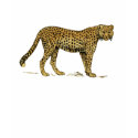 Cheetah Safari Moss green Ladies T t-shirts