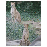 CHEETAH - SEEING DOUBLE letterhead