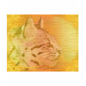 cheetah t-shirts by lissame73 cheetah t-shirts