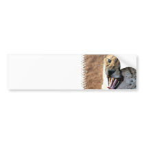 Cheetah Snarl Bumper Stickers