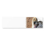 Cheetah Snarl Bumper Stickers