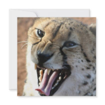 Cheetah Snarl Invitations