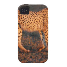 Cheetah South Africa at Sunset Case-Mate iPhone 4 Case