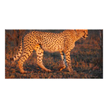 Cheetah South Africa at Sunset Photo Cards
