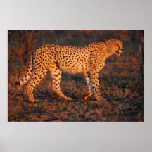 Cheetah South Africa at Sunset Posters