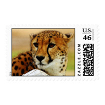 Cheetah Stamp