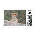 Cheetah Stamp
