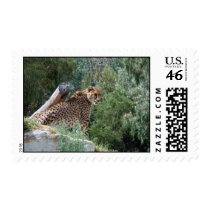 Cheetah Stamps by PhotoPixie Cheetah Stamps