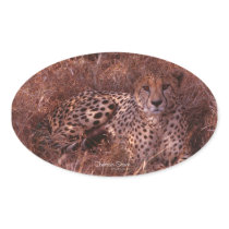 Cheetah Stare Oval Stickers