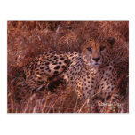 Cheetah Stare Post Cards