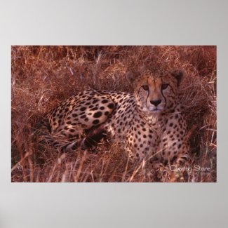 Cheetah Stare print
