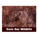 Cheetah Stare, Save Our Wildlife Postcard