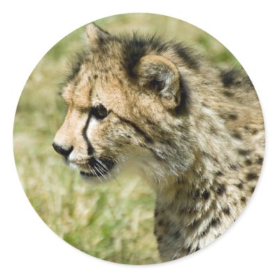 Cheetah Sticker by mlane53