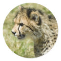 Cheetah stickers