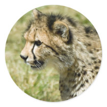 Cheetah stickers