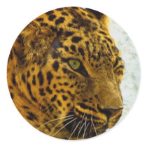 Cheetah Sticker