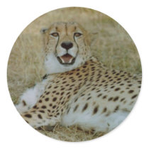 Cheetah stickers