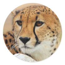 Cheetah stickers