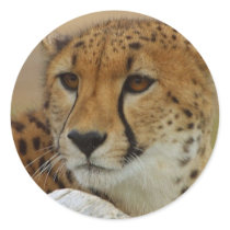 Cheetah Sticker by orglioness Cheetah Sticker