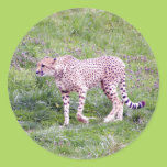 Cheetah Stickers