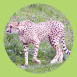 Cheetah Stickers