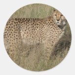 Cheetah Stickers