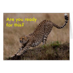 Cheetah Stretch, Are you ready for this? Greeting Card