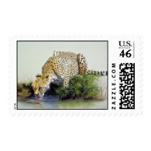 Cheetah study stamps