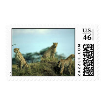 Cheetah trio skylined on hill stamps