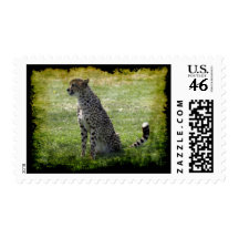 Cheetah Wild Cat Animal-Lover Postage Stamps