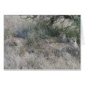 Cheetahs at Rest cards
