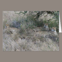 Cheetahs at Rest cards