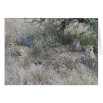 Cheetahs at Rest cards