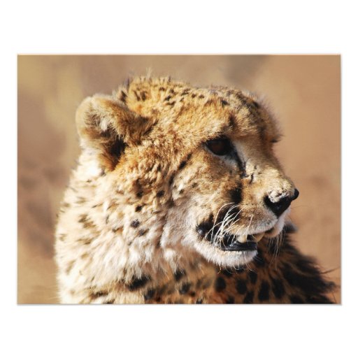Cheetahs beauty in Africa Personalized Invites
