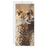 Cheetahs beauty in Africa Rack Card Template