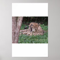 Cheetah's breath poster