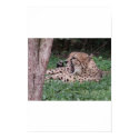 Cheetah's breath posters by JMBmommy Cheetah's breath posters
