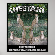 CHEETAHS - BUILT FOR SPEED POSTERS