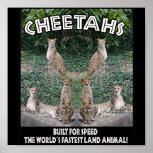 CHEETAHS - BUILT FOR SPEED POSTERS